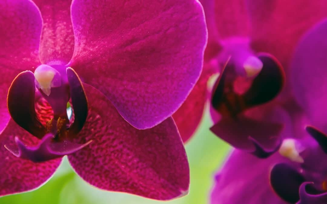 Trendfarbe 2022 – Orchid Flower